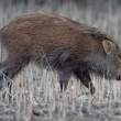 WildBoar_OM01694