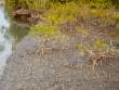 YoungMangroveAndPneumatophores_OM53649
