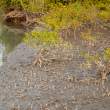YoungMangroveAndPneumatophores_OM53649