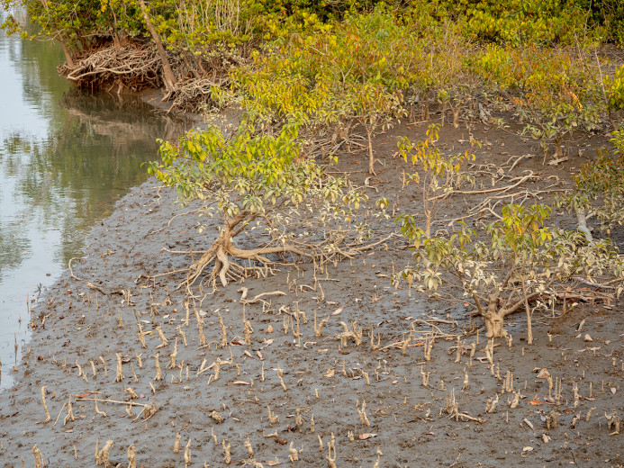YoungMangroveAndPneumatophores_OM53649