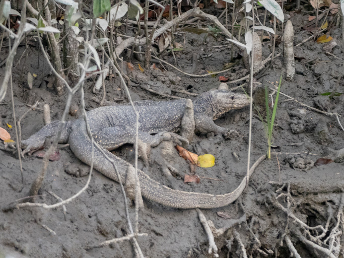 Lizard_OM01525