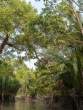 RiverBranchScene_OM53050