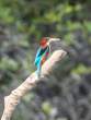 White-throatedKingfisher_OM01503