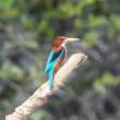 White-throatedKingfisher_OM01503