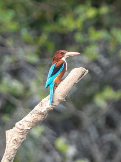 White-throatedKingfisher_OM01503