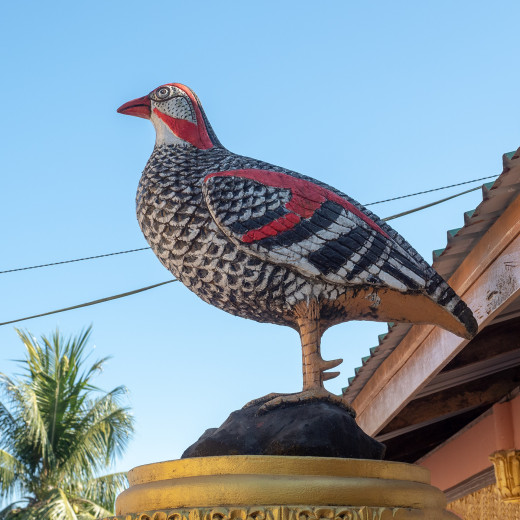 Bird_OM54431
