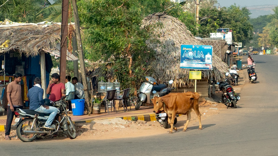 Bovine2_OM51540
