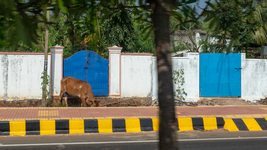 Bovine3_OM51664