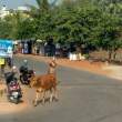 Bovine_OM51535