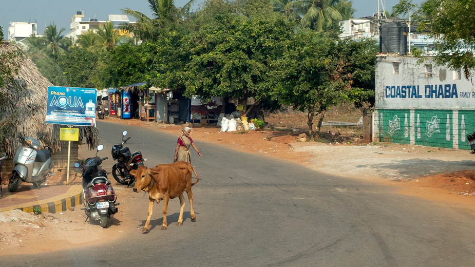 Bovine_OM51535