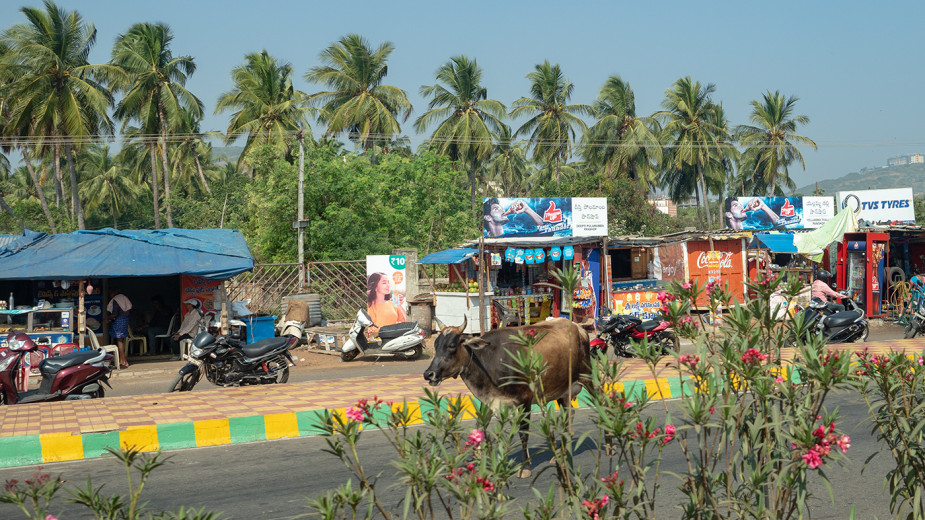 Cow_OM51699