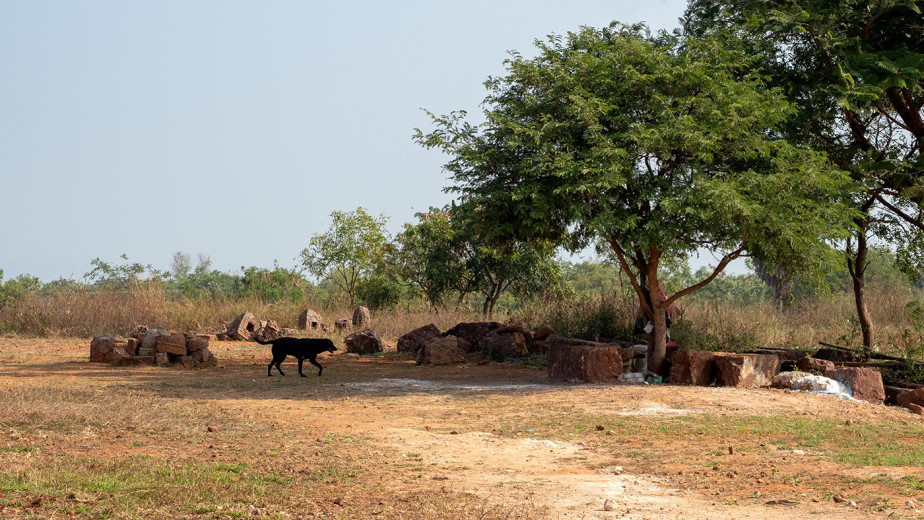 FeralDog_OM51571