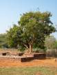 Tree_OM51604