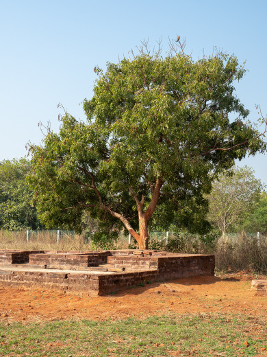 Tree_OM51604