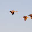Sandhill cranes in late afternoon sun