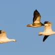 Blue goose and snow geese