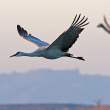 Sandhill crane