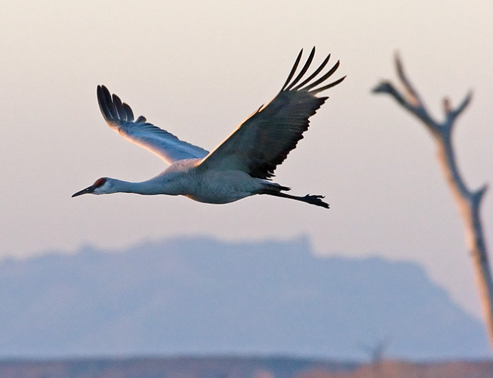 Sandhill crane