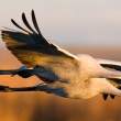Sandhill cranes in afternoon sun