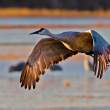 Sandhill crane
