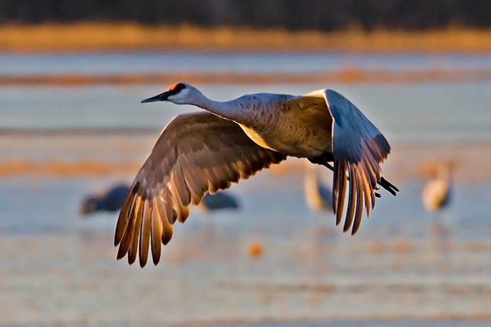 Sandhill crane