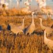 Warbling cranes