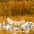 Sandhill crane among snow geese