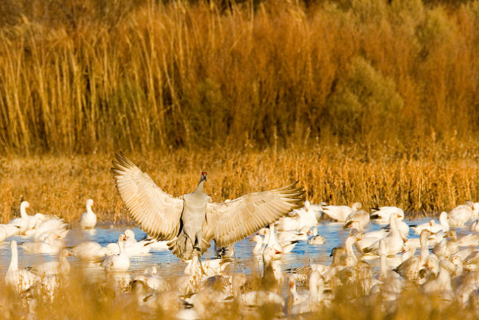 Sandhill crane among snow geese