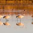 Sandhill crane parade