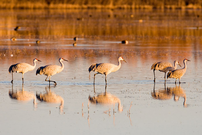 Sandhill crane parade