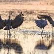 Sandhill cranes settling in for the evening
