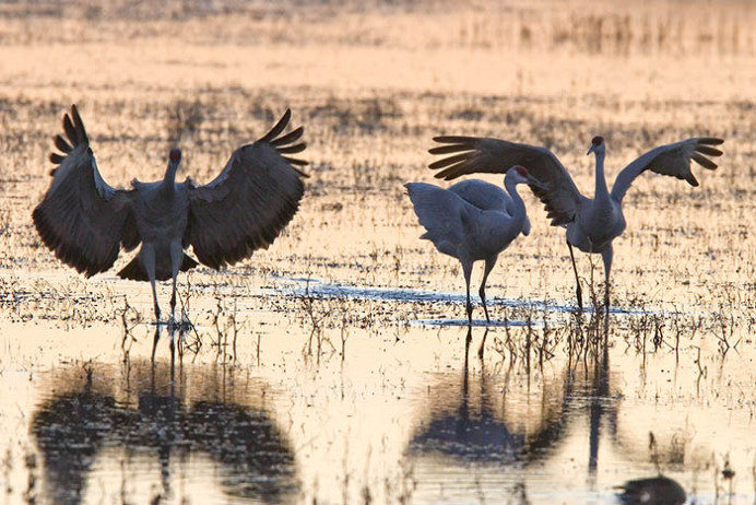 Sandhill cranes settling in for the evening