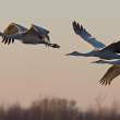 Sandhill cranes at dawn