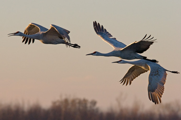 Sandhill cranes at dawn
