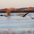 Cranes leaving to feed soon after dawn