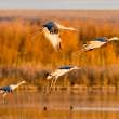 Sandhill cranes in setting sun
