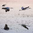 Sandhill cranes reflected