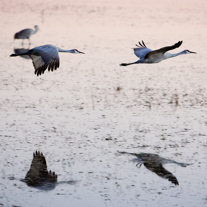 Sandhill cranes reflected