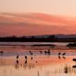 Bosque del Apache