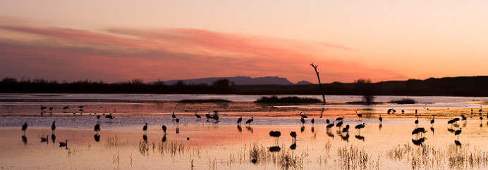 Cranes at sunset