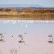 Cranes walking