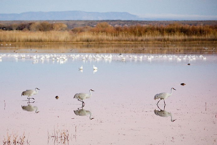 Cranes walking