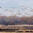 Flying snow geese