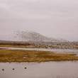 Pre-dawn flyout of snow geese
