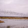 Pre-dawn flyout of snow geese
