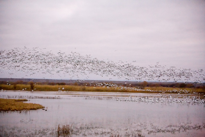Pre-dawn flyout of snow geese