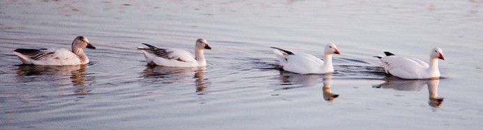 Snow geese