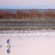 Geese moving single file