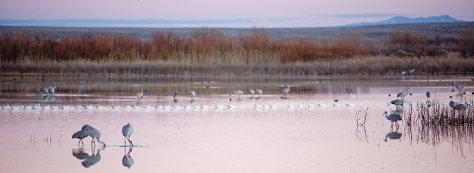 Geese moving single file