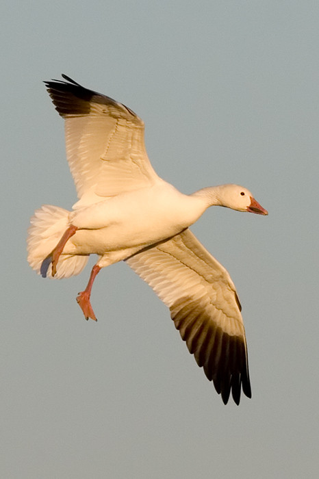 Landing snow goose